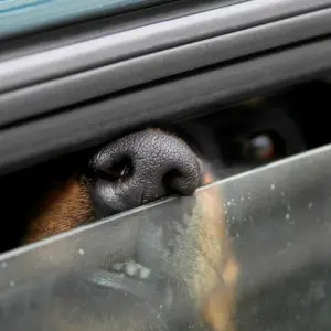 Für Hunde kann Hitze im Auto gefährlich werden.