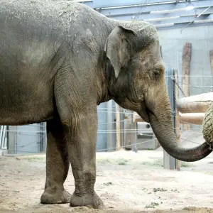 Elefantenkuh Indira im Zoo Karlsruhe angekommen