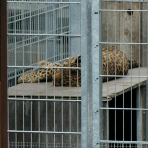 Leopard tötet Besitzer