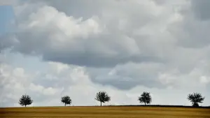 Cumuluswolken über einem Feld