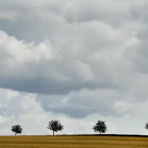 Cumuluswolken über einem Feld