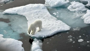 Eisbär auf einer Scholle