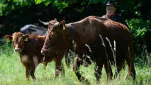 Viehauftrieb und Pferdeschaurücken im Harz