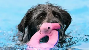 Hundeschwimmen im Freibad