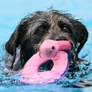 Hundeschwimmen im Freibad