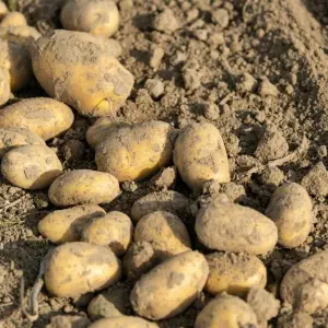 Bauern blicken mit Sorge auf Kartoffelernte 