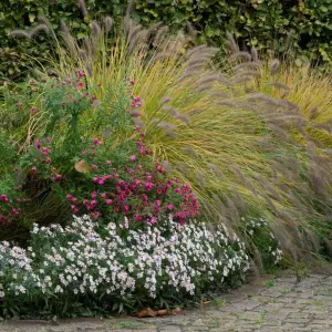 Lampenputzergras und Herbstastern in den Gärten der Welt