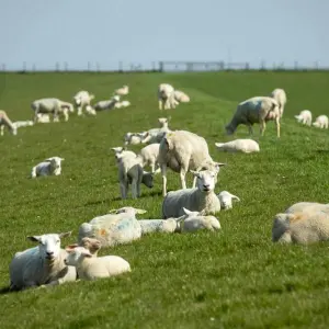Schafe von Weide gestohlen