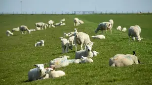 Schafe von Weide gestohlen