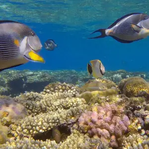 Korallenriff im Roten Meer