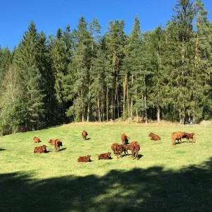 Rinderherde im Landkreis Wunsiedel