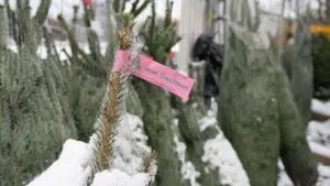 Weihnachtsbaumverkauf beginnt in Sachsen