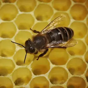 Bienen