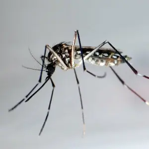 Reisende Dengue-Fieber