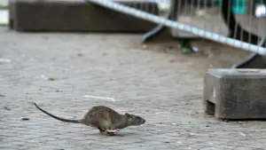 Rattenplage