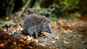 Ein Braunbrustigel (Erinaceus europaeus) zwischen Laub