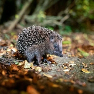 Ein Braunbrustigel (Erinaceus europaeus) zwischen Laub