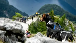 Ein Hund auf dem Gipfel des Jenner