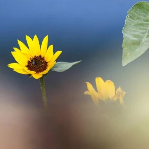 Sonnenblume - Wetter im Südwesten