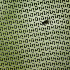 Eine Fliege im Gitter