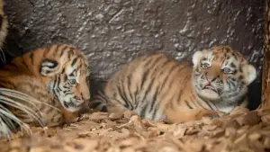 Tigerzwillinge im Tierpark Ströhen