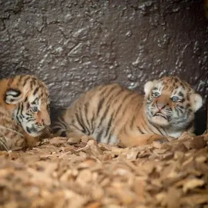 Tigerzwillinge im Tierpark Ströhen