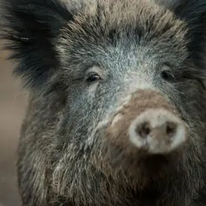 Wildschwein