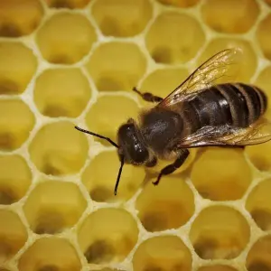 Biene im Bienenstock