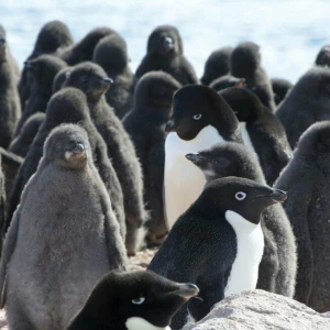 Adeliepinguine