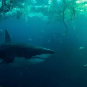 Im Wasser der Seine: Das Ende des Netflix-Hai-Horrors erklärt