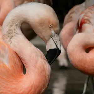 Flamingos im Zoo Frankfurt