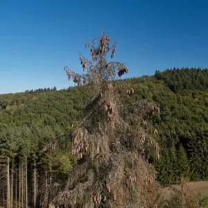 Trockenheit verursacht Waldschäden