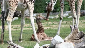 Giraffen-Baby in Berliner Tierpark