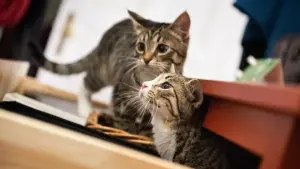 Ein neuigieriges Katzenpaar