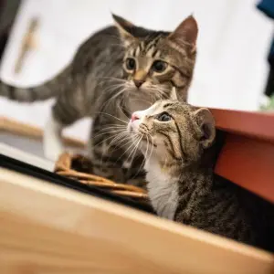 Ein neuigieriges Katzenpaar