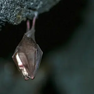 Fledermaus im Winterschlaf