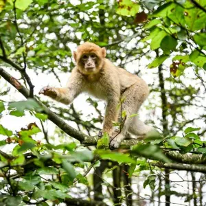 Berberaffe tollt auf Baum