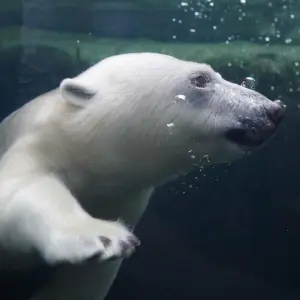 Geburtstagsfeier für Hagenbecks Eisbärenmädchen Anouk