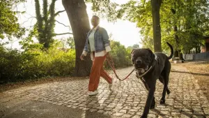 Fünf Tipps: So zieht Ihr Hund nicht mehr an der Leine