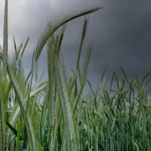 Dunkle Regenwolken ziehen über ein Roggenfeld