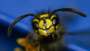 Kopf einer Wespe