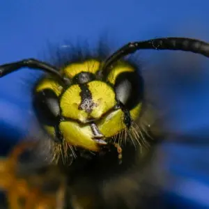 Kopf einer Wespe