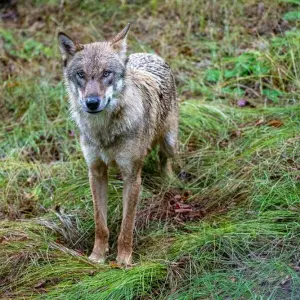 Wölfe im Nationalparkzentrum Falkenstein