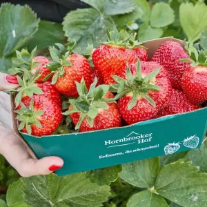Landwirtschaftskammer eröffnet Erdbeersaison