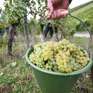 Weinlese in Württemberg