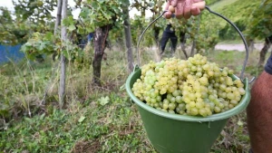 Weinlese in Württemberg