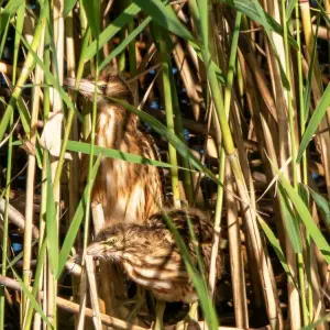 Seltene Zwergdommel brütet am Flughafensee