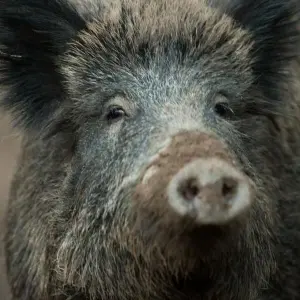 Wildschwein