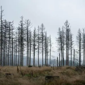 Borkenkäferschäden im Harz