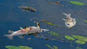 Erneut tote Fische im Fluss Oder